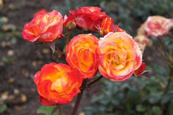 Екатерина Салфетникова