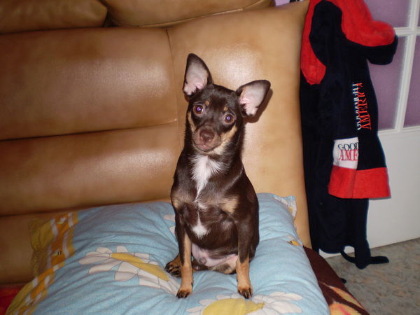 Иван Шаповалов