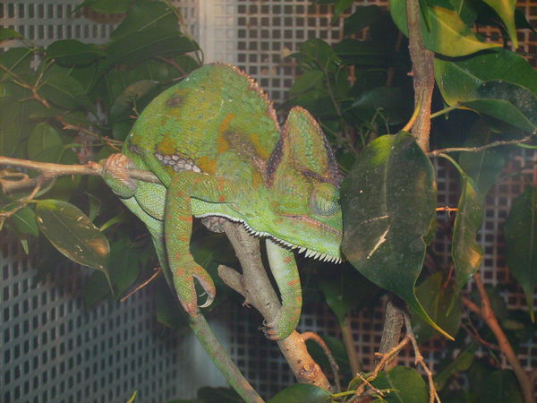 Женя Пирогов