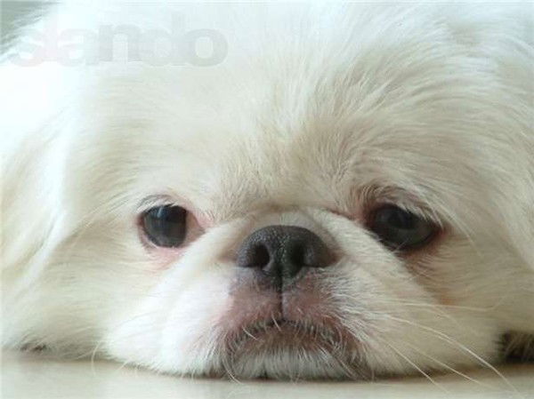 Андрей Попадюк