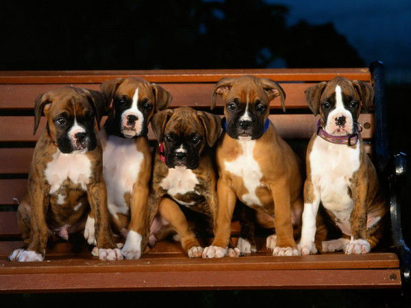 Александр Бурлет