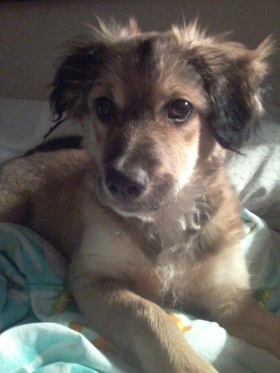 Тимур Багиров