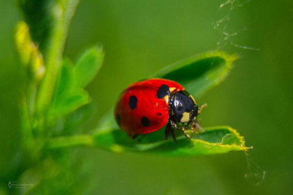 Диана Кукина