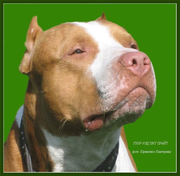 Герман Дарченко