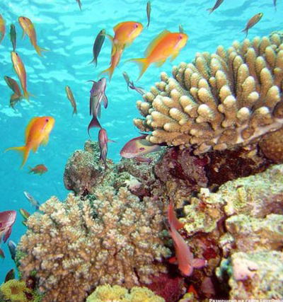 Лана Альдус