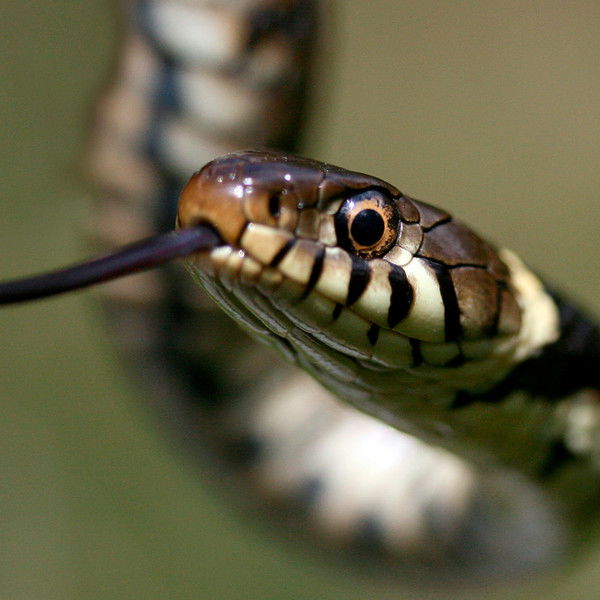 Газман Владислав