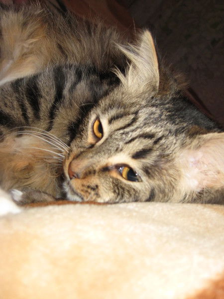 Ярослав Кондрашкин