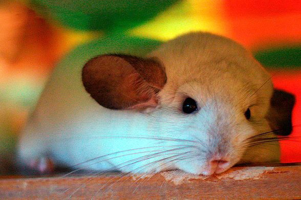 Саша Олеговна