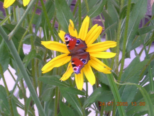 Елена Новикова