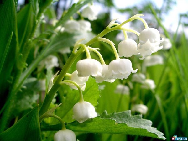 Людмила Стельмах