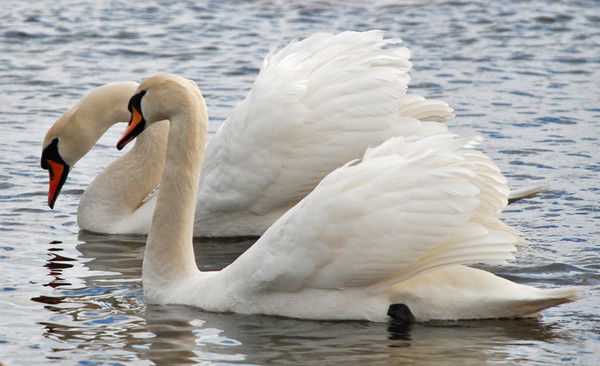 Бухгалтерія Культура