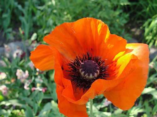 Ирина Пятницына