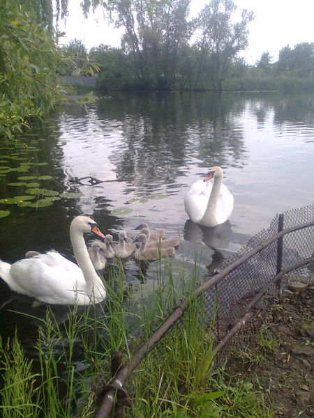 Александр Золотой