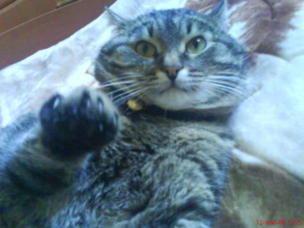 Анатолий Бахмутин