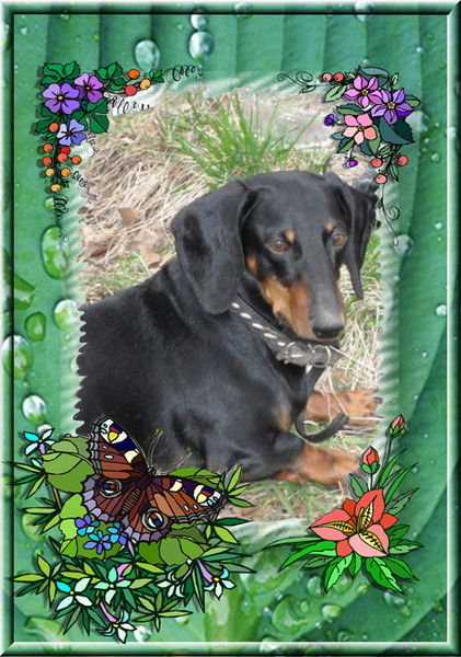 Елена Николаева