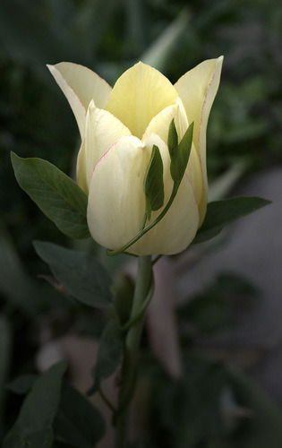 Юлия Дубиченко