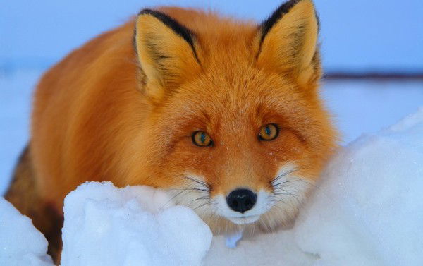 Анастасия Дубровина