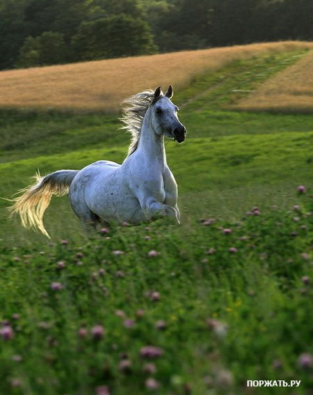 Каламкас Кулимбаева