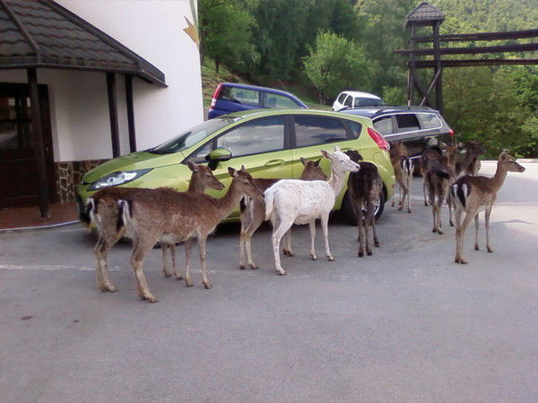 Лариса Михайлова