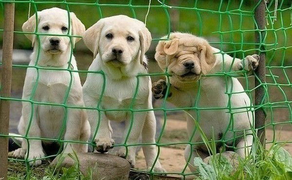 Алихан Мехманов