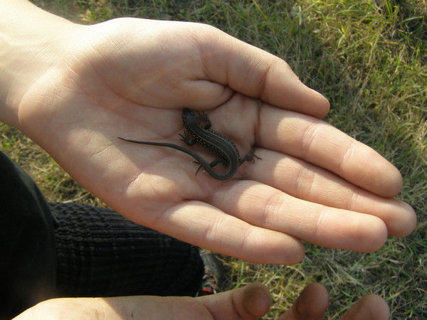 Саша Нагиев