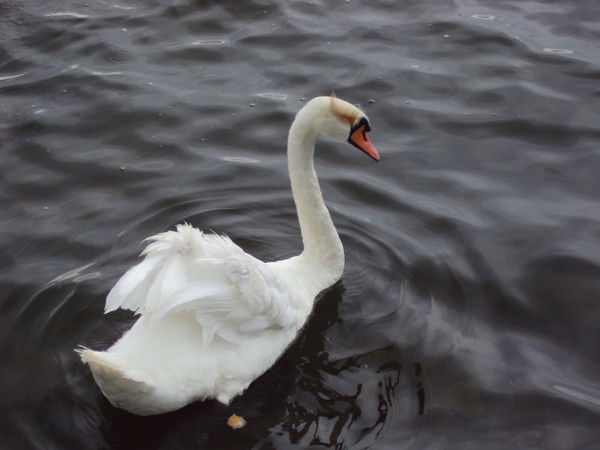 Татьяна Гуща