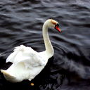 Татьяна Гуща