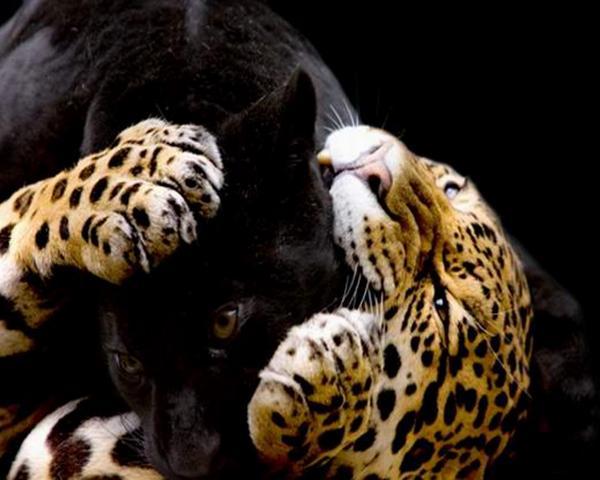 Оксана Костырева