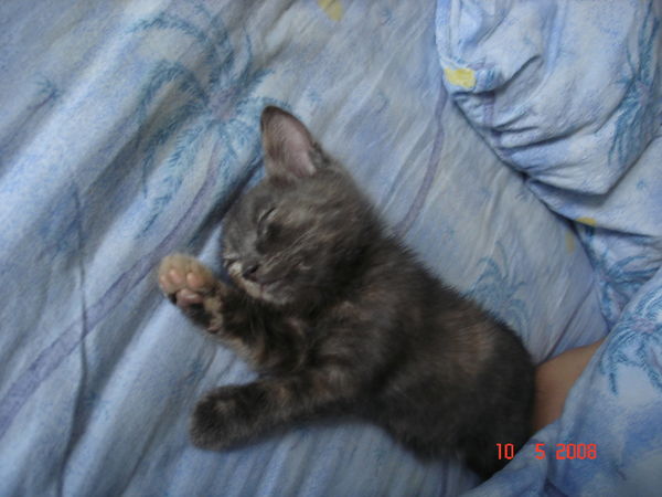 Юлия Левченко