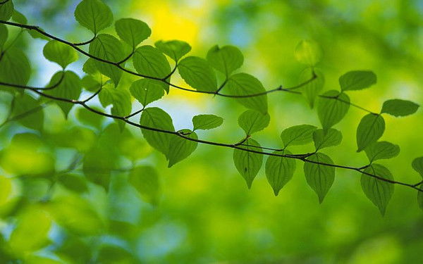 Светлана Мулюкова