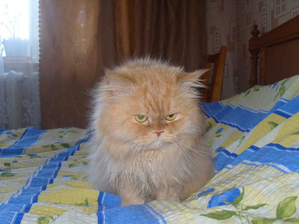 Алексей Лившиц