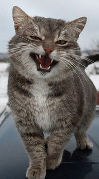 Алексей Мочалов