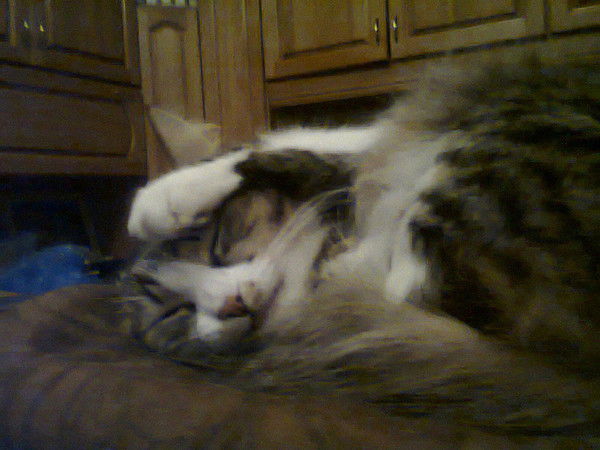 Оля Оксенгирта