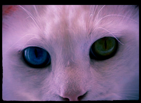 Светлана Бжицких