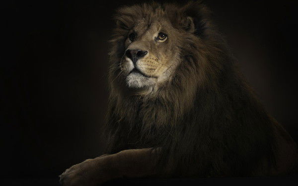 Родион Rjrjwff