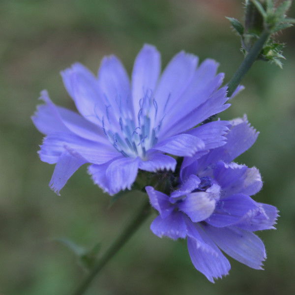 Архипова Анастасия