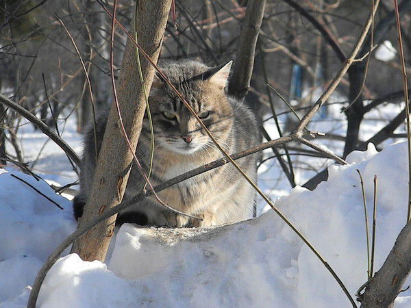 Вероника Королькова