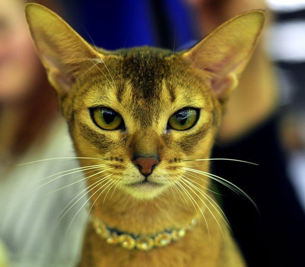 Евгения Максарова