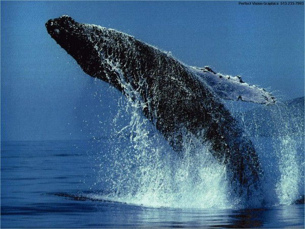 Юра Приходько