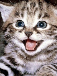 Андрей Веретнов