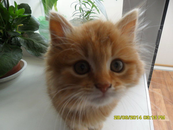 Юлия Довбаш