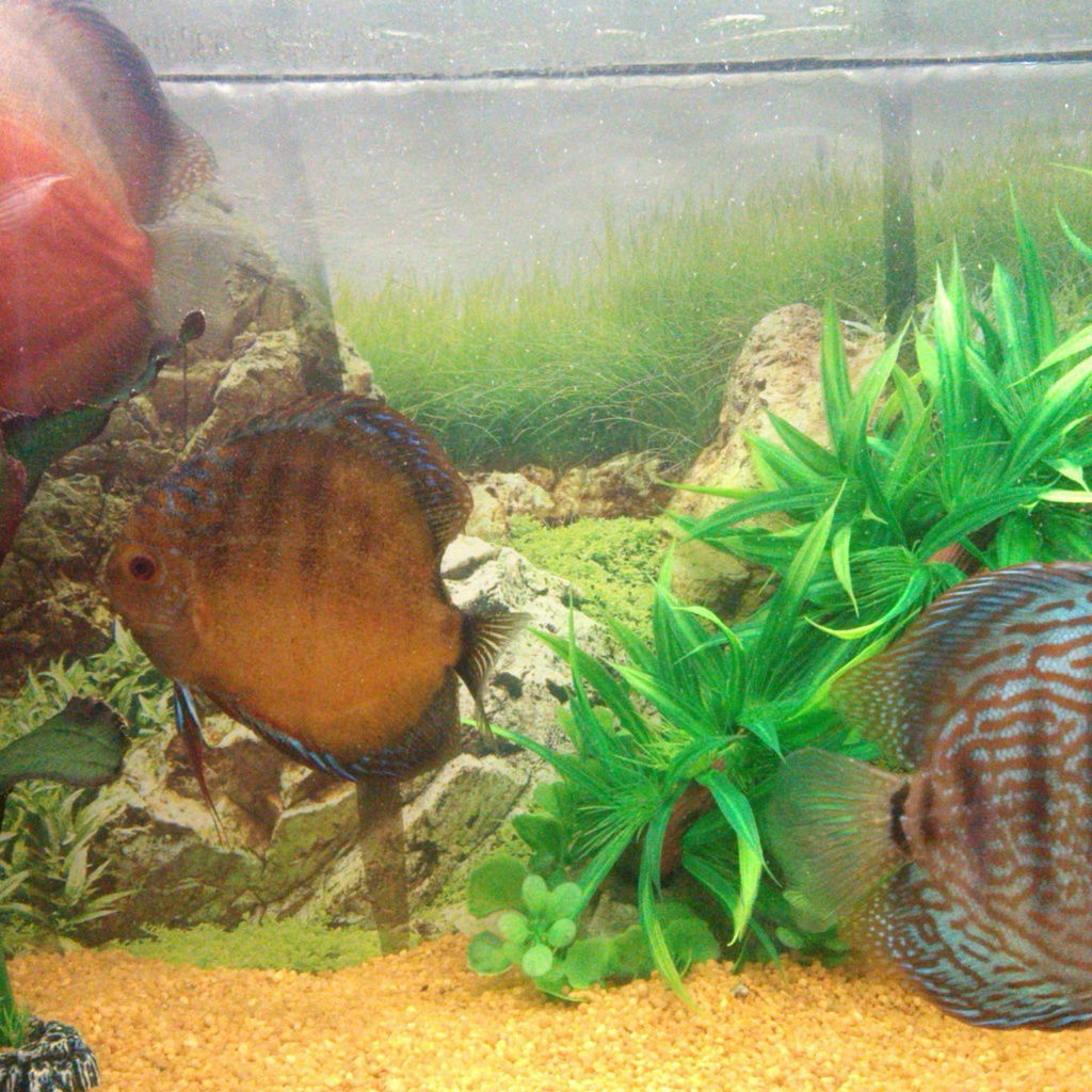 Пётр Трусов