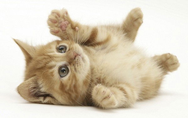 Татьяна Шарманова