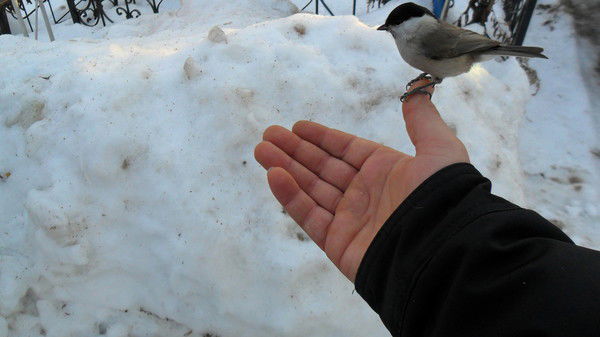 Борис Дворников