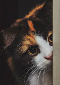 Ася Матвейчук