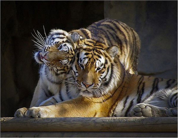 Миссис Ююююююю Миссис Ююююююю