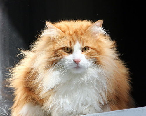 Инна Токовенко