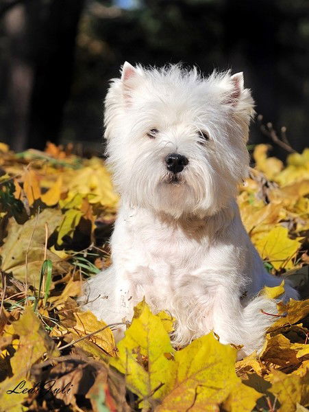 Татьяна Лепетова