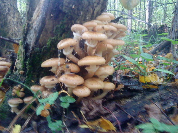 Андрей Гутников