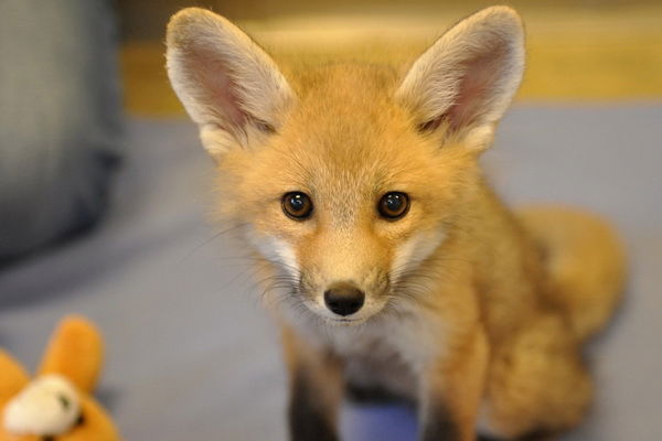 Светлана Федорова